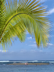 palm tree on the beach, l’Etang-Salé-les-Bains, Reunion Island 