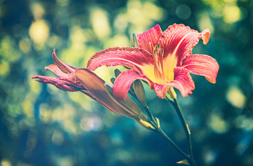 Melancholie im Jenseits. Wunderschöne, rote Taglilien Pflanze und Blume in einem verstecken Garten...