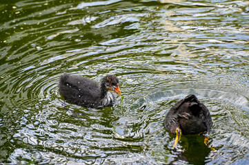 adult and young coot in lake park