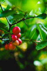 Group of Bengal currants or carandas plums with green leaves background. Close up of fresh fruit.