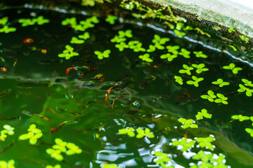 Colorful tail guppies swimming in the pond with green water fern on water.