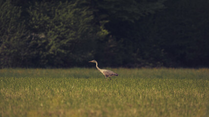 Obraz premium Heron in the meadow