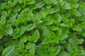 生き生きとした鮮やかな緑色の新鮮なハーブの葉。