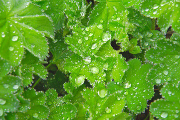 雨上がりに水滴の付いた鮮やかな緑の葉。