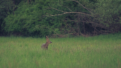 Early morning deer in the meadow