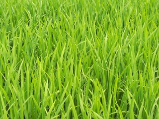田んぼに育つ青々とした稲