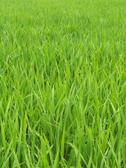 田んぼに育つ青々とした稲