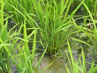 田んぼに育つ青々とした稲