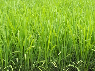 田んぼに育つ青々とした稲