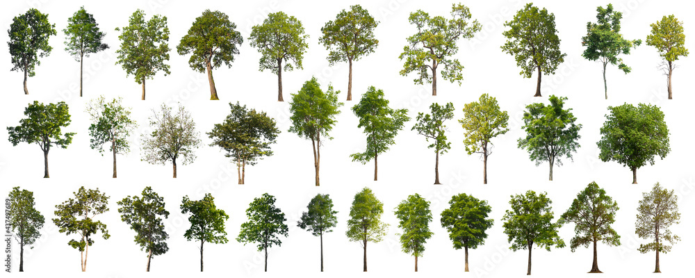 Aufkleber collection tree cut out from original background and replace with white background for easy to selection 