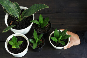 A man is arranging Sansevieria plants in the living room as decoration and air freshener           