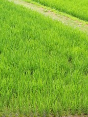 田植えの終わった初夏の田んぼ