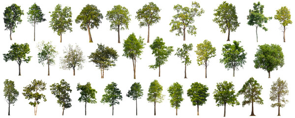 collection tree cut out from original background and replace with white background for easy to...