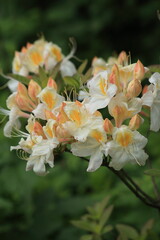 Rhododendron White flowers with yellow centers Spring Garden Flowers Macro . High quality photo