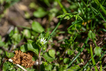 Full frame texture background view of common chickweed flowers (Stellaria media) with tiny white flower blossoms and edible green leaves. Often considered a weed in lawns.