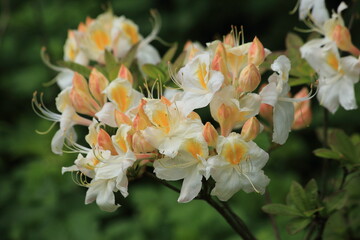 Rhododendron White flowers with yellow centers Spring Garden Flowers Macro . High quality photo