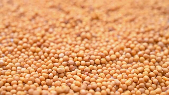 angle view herb ChaoJieZi or Sinapis Semen or stir-baked Indian Mustard Seed rotating