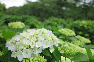アジサイ