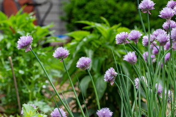 Full frame texture background view of fresh blooming chives flowers (allium schoenoprasum) with purple and pink flower blossoms and edible green leaves