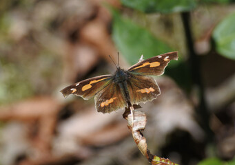 Nettle tree butterfly enjoy sunning with spreading its wings in a sunny spot.