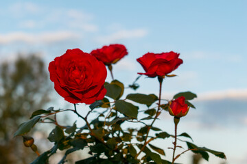 Garden with red roses at sunset. Caring for garden roses - concept.