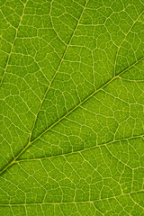 Fototapeta na wymiar Fresh leaf of ornamental shrub close-up. Mosaic pattern of a net of yellow veins and green plant cells. Abstract background on a floral theme. Vertical summer backdrop. Macro