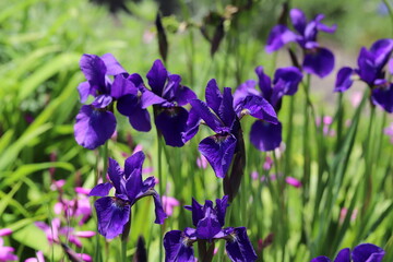 春の公園に咲く紫色のアヤメの花