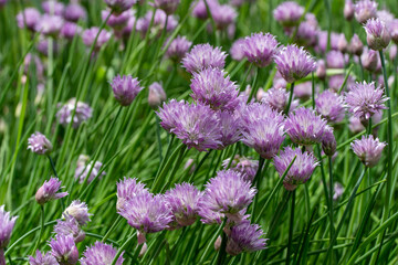 Full frame texture background view of fresh blooming chives flowers (allium schoenoprasum) with purple and pink flower blossoms and edible green leaves