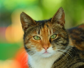 Portrait of a red-gray striped green-eyed cat