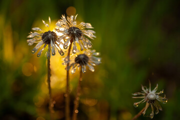 Wet blowball dandelion flower in the evening