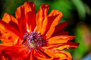 Part view of a orange colored poppy flower