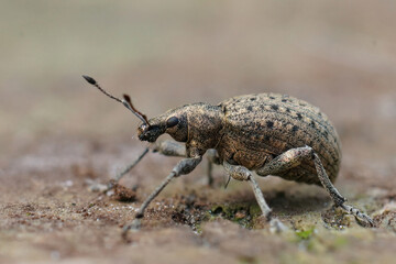 Closeup on a plant parasite weevil , Liophloeus tessulatus , the larvae of which live 2 years in the roots of various plants.