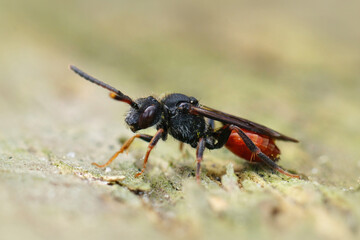 Closeup of a full red colored Fabricious' Nomad bee , Nomada fabriciana sitting on a piece of wood