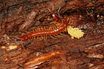 Closeup of a Westerne fire centipede , Scolopocryptops gracilis , inside a bark of redwood , guarding her nest and eggs