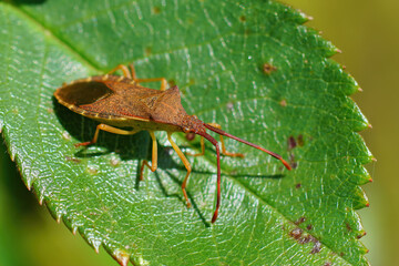 Closeup o the Box bug, Gonocerus acuteangulatus posing on a green leaf