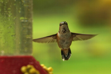 Closeup on a Rufous hummingbird, Selasphorus rufus , photographed in the flight while coming to drink a the feeder in Northern Oregon