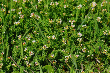 Closeup on the ground covering creeping plant  a Common birdsfoot, Ornithopus perpusillus with it's tiny white flower