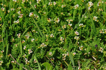 Closeup on the ground covering creeping plant  a Common birdsfoot, Ornithopus perpusillus with it's tiny white flower