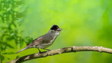 Eurasian Blackcap sitting on a stick and singing