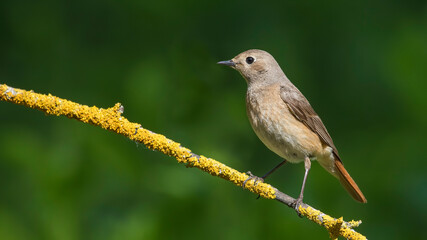 Common Redstart siting on a stick