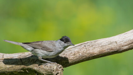 Eurasian Blackcap sitting on a stick