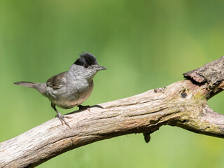 Eurasian Blackcap sitting on a stick