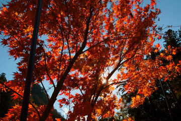 日本の紅葉