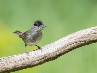 Obraz premium Eurasian Blackcap sitting on a stick