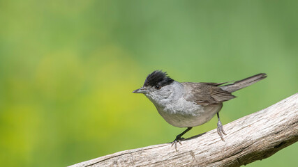 Eurasian Blackcap sitting on a stick