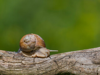 snail on a tree
