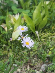 薄紫色の可憐なイタリアンアスターの花