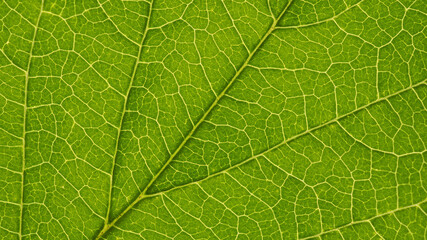 Naklejka na ściany i meble Fresh leaf of ornamental shrub close-up. Mosaic pattern of a net of yellow veins and green plant cells. Abstract background on a floral theme. Beautiful summer wallpaper. Macro