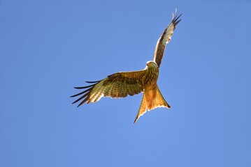 Rotmilan im Flug - auf der Jagd