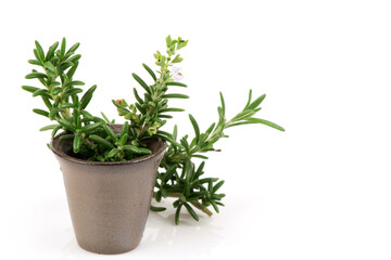 Fresh rosemary flowers and green leaves isolated on white background.